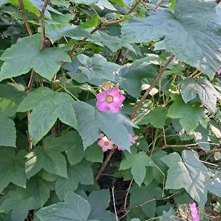 Aalto A - A Whole House With 5 Bedrooms And A Woodburning Sauna Апартаменты